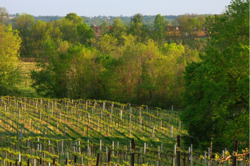 Vineyard along the Katy Trail in Missouri