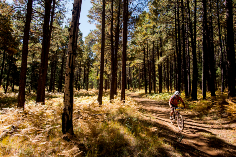 tour of the white mountains